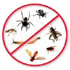 Pest_Control_Noida